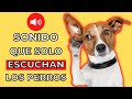 SONIDO QUE SOLO ESCUCHAN LOS PERROS 🐶 Sonidos para perros