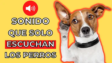 ¿Pueden oír los perros los ruidos de las ratas?