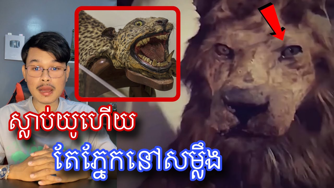 តោរនេះស្លា/ប់យូហើយ តែភ្នែកវានៅតាមសម្លឹងមើលគេរហូត l Mr.Veasna2