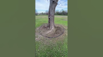 How to make a tree ring EASY!#lawncare #howto #landscape #lawncarebusiness #lawncaremaintenance