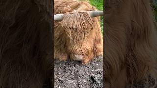 Highland Cow Sounds Scotlands Greatest Beast Say Hi To Hamish #animalsoundeffects #animalssounds