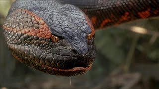 Final Showdown With Anaconda | Anaconda