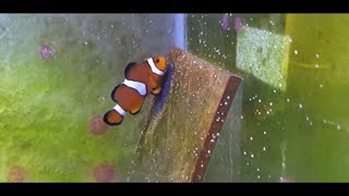 Clownfish Babies Update.