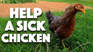 How to Help a Sick Chicken! Wry Neck, Crook Neck, Stargazing, Torticollis