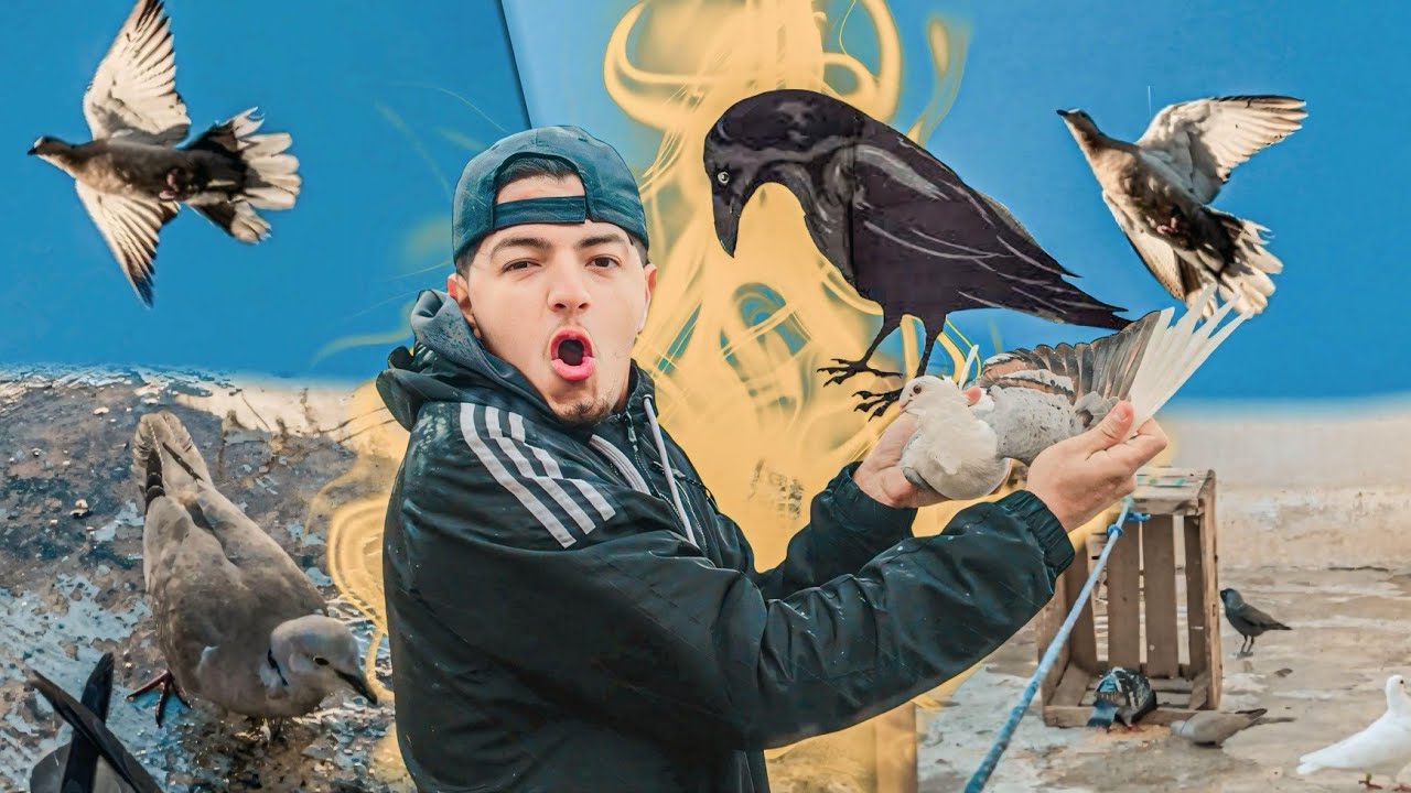 رحلة صيد اليمام البري و الغراب 🏹 تفقيص بيض دجاج 🐔