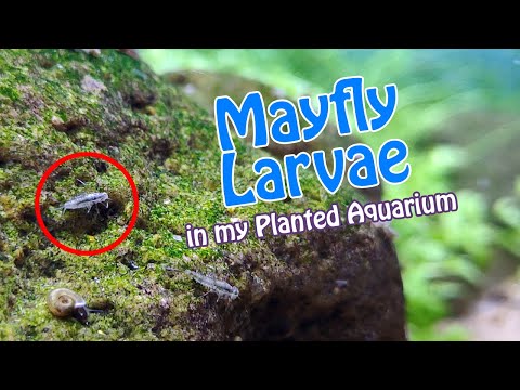 Video: Mayfly-toukka: miltä se näyttää, mitä se syö?