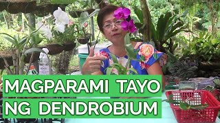 Dendrobium Propagation | Ganito ako magparami ng Dendrobium