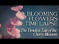 The timeless tale of the cherry blossom  blooming flowers timelapse  mythology tales