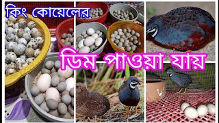 কিং কোয়েল পাখি কোথায় পাবেন ? ভালো জাতের কিং কোয়েলের ডিমের দাম ২০২৫।King Quail Price 2025