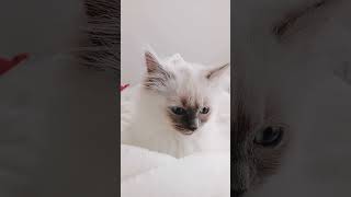 Luna wanting attention #viralvideo #kitten #cat #baby #cute cats