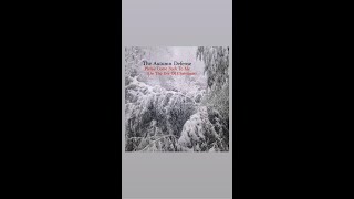 Holiday Pick: The Autumn Defense Please Come Back to Me On the Eve of Christmas #shorts