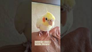 #parrot #sultanpapağanı #parrotlover ##oiseaux #funny #funnyvideo #funnyshorts #shortsfeed #shots