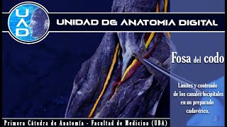 Fosa del Codo: Canales Bicipitales - UAD - Primera cátedra de Anatomía - FMed - UBA