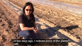 When to Plant Watermelons