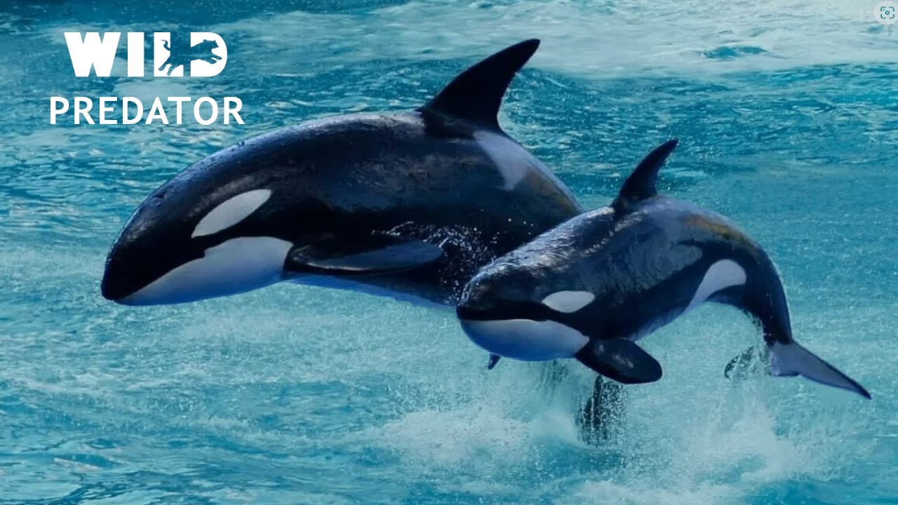 Orcas Rule the Seas How These Ocean Giants Dominate I Wild predator