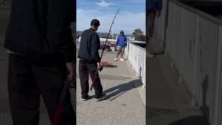 Jack smelt on!!!! #fishing #shorts #californiafishing #fishingcalifornia #fishingshorts