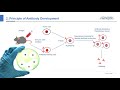 In vitro diagnostic ivd antibody development  creative biolabs