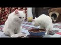 Mini vlog of our cute pets#catshorts #cat #catvideos #kitten #cute #utubeshorts #viral #shorts 