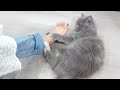 あみかの足で遊ぶ愛猫が可愛すぎるw