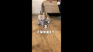 ３匹の子猫が急発進！トコトコ向かってくる可愛さに耐えられる？ #Shorts