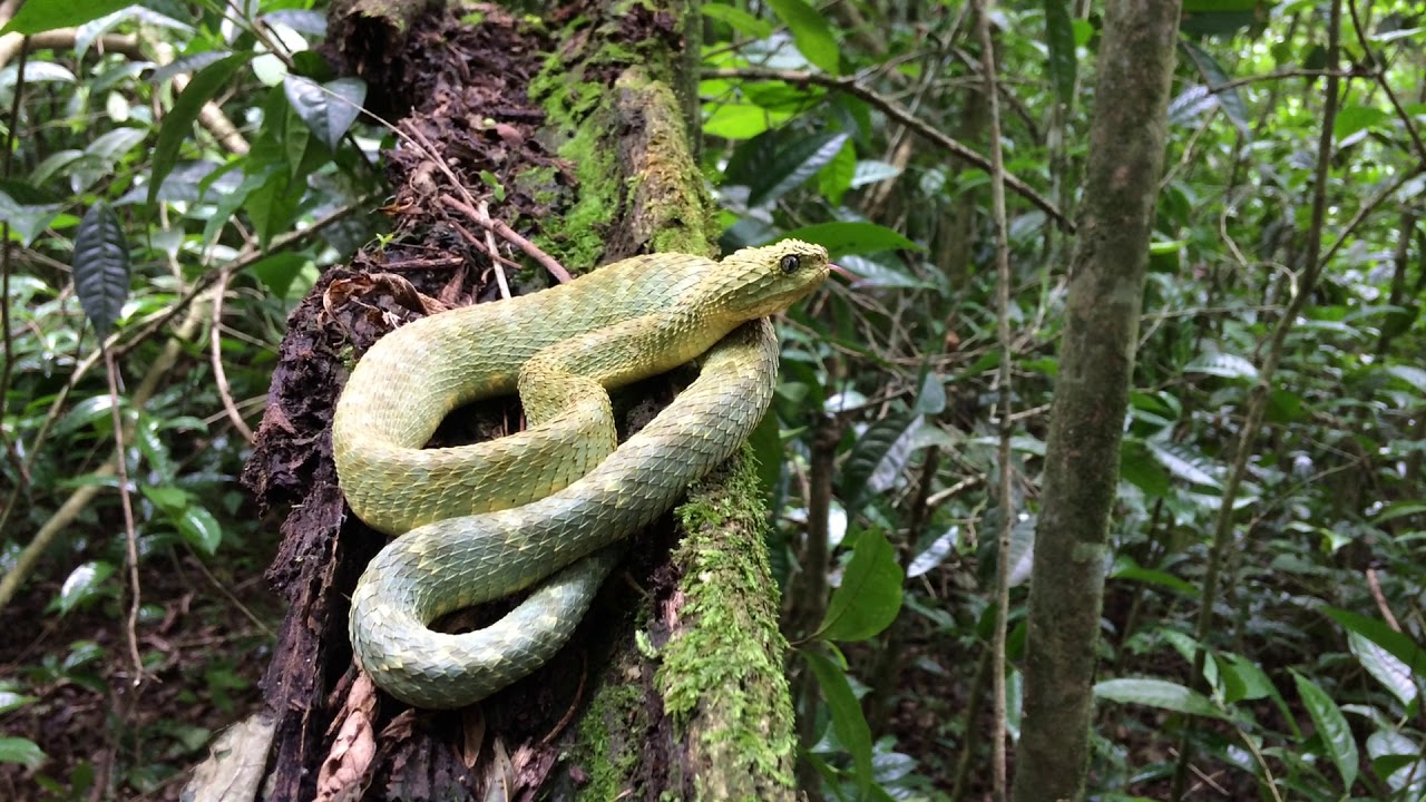 Hairy Bush Viper (Atheris hispida), Uganda 2023. This was the second Hairy  Bush Viper we found, in a second location, on a very…