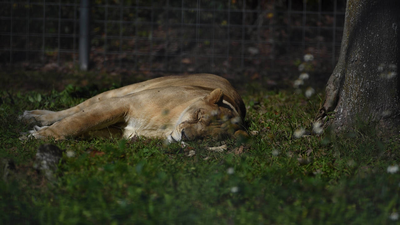 Big Cat Rescue, Tampa Florida