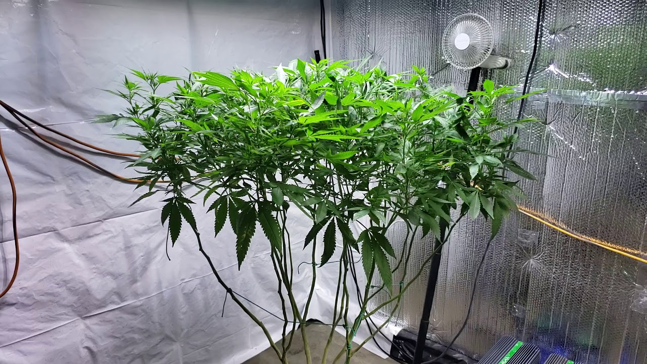 Indoor medical marijuana grow update 4/17/19