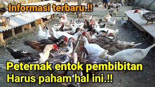 Inilah Kendala Yang Sering Terjadi Di Usaha Ternak Entok Sistem Pembibitan