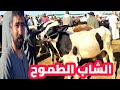 ارتفاع ملحوظ لاسعار العجول البقري القنية عمر 12 شهر) سوق المواشي كفر الدوار 7/7