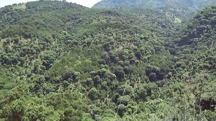 Dale Rector Zip Line