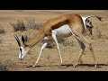 How Mother Springbok Giving Birth Success