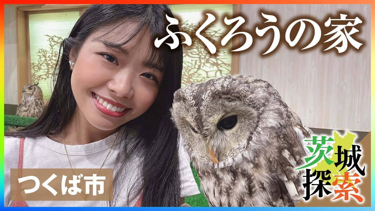茨城探索】ふくろうの家。つくば市にあるフクロウと触れ合えるカフェ