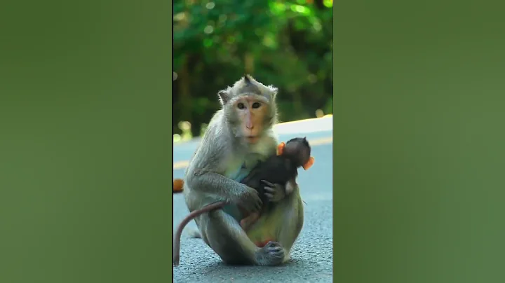 #monkey #funnymokey #babymonkey #macaque #cute