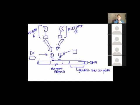 Video: Difference Between Homodimer And Heterodimer