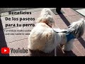 Beneficios de los paseos para tu perro! Y practicas inadecuadas que casi nadie lo sabe.