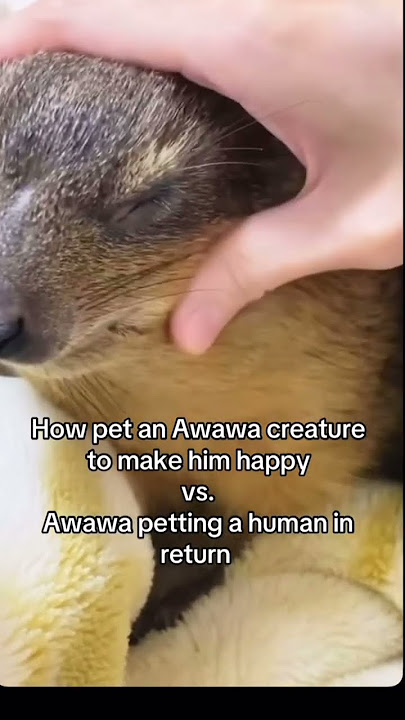Petting Awawa #awawa #hyraxes #hyrax #screaming #dassie#screaming #capehyrax #awawacore #rockhyrax