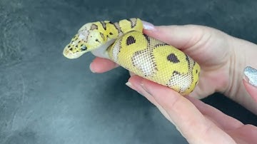 Pastel Clown 100% het VPI Axanthic Ball Python - 2023.2-8