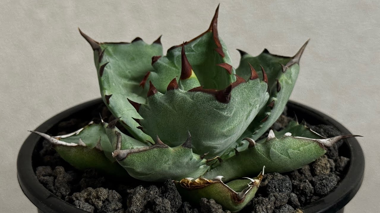 20260601 アガベ ハイブリッド・甲蟹×姫厳竜 (小株)-003｜Agave hybrid