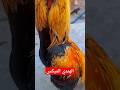 ديك من افضل انواع الفراخ الهندي Youtubeshorts Trending 