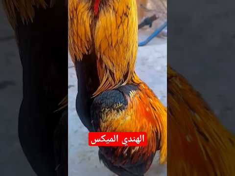 ديك من افضل انواع الفراخ الهندي  