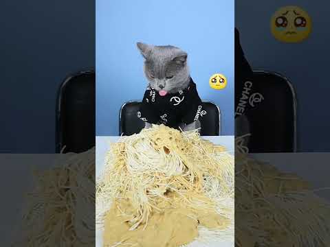 Look At Those Stray Cats! NO MORE WASTING!😢😢| Cat TikTok Challenge #funnycat #catsoftiktok #shorts