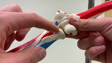 Arthrokinematics of the Proximal Radioulnar Joint