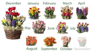 Twelve Months of Pre-Planted Flower Bulb Gift Gardens SKU#50431 - Plow & Hearth