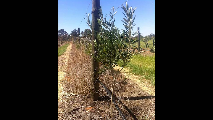 Super High Density Olive Grove - Alan Hillier Grov...