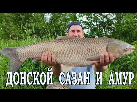 Рыбалка на Донского САЗАНА и бонусный АМУР