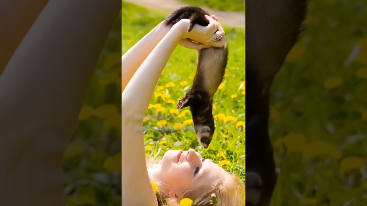 Ferrets Are Tiny Chaos Machines 🐾😂
