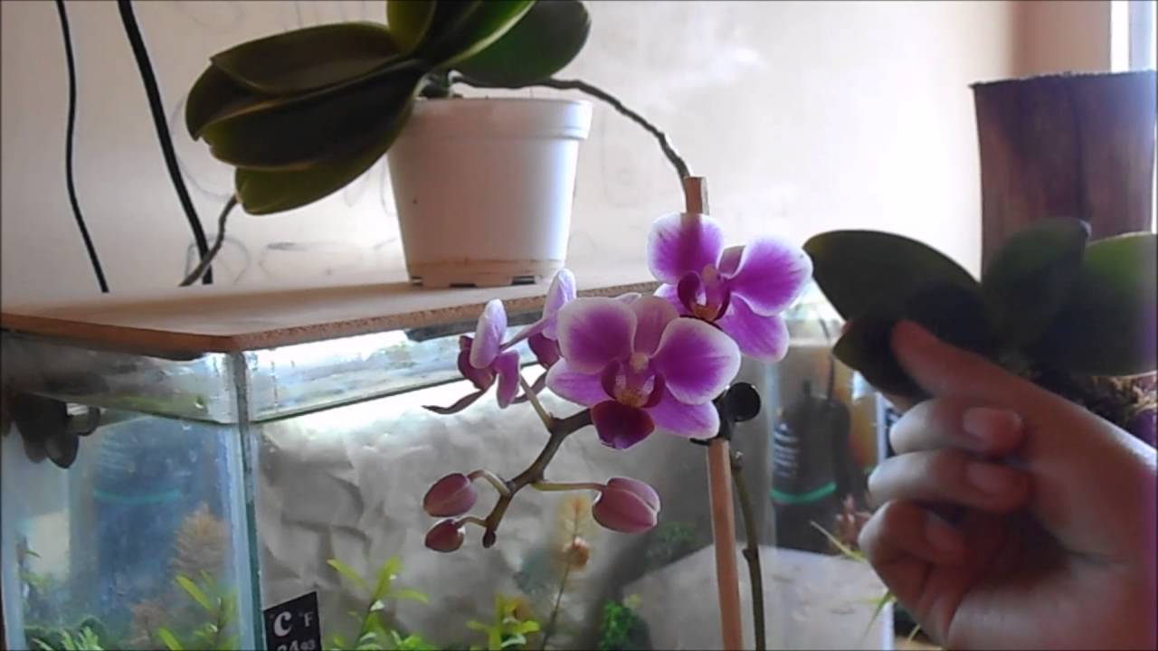 Cómo cuidar una orquídea Phalaenopsis o Mariposa || Orquiplanet - YouTube
