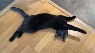 Is this cat is broken? 😅 by Stories of my cats 14,086 views 1 year ago 18 seconds