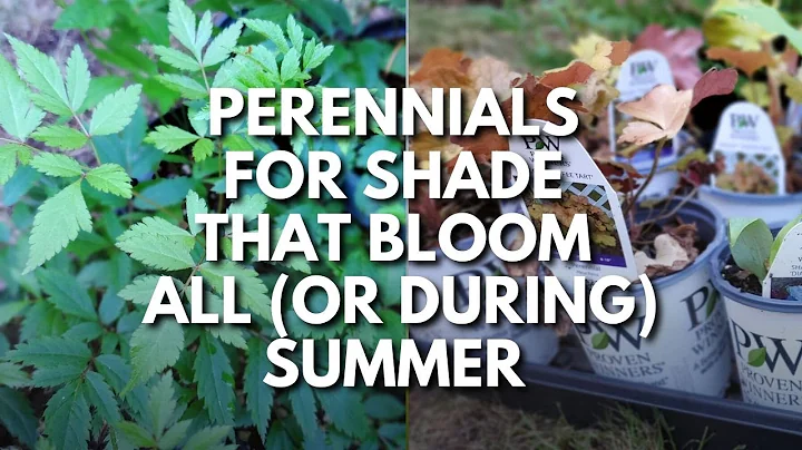 Perennials For Shade That Bloom All Summer