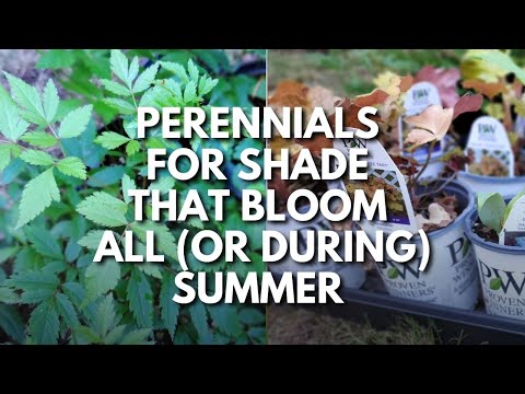 Vídeo: Zone 8 Shade Perennials - Cultivando Zone 8 Perennials em jardins de sombra